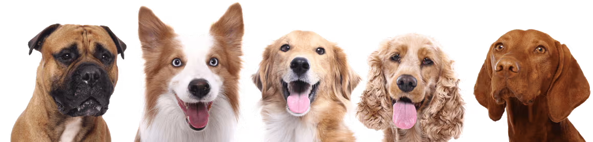 Alt Image